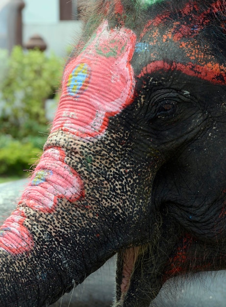 Foto close-up di un elefante con la faccia dipinta