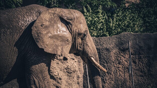 Foto close-up di un elefante sul legno