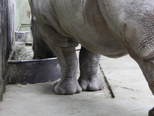 Foto close-up di un elefante nello zoo