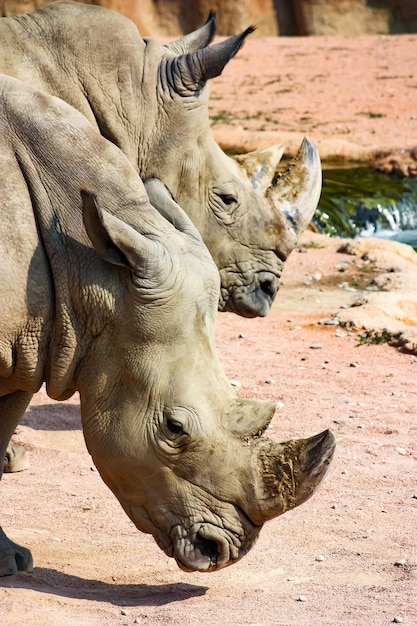 Foto close-up di un elefante nello zoo