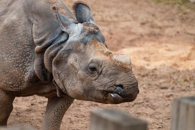 Foto close-up di un elefante nello zoo