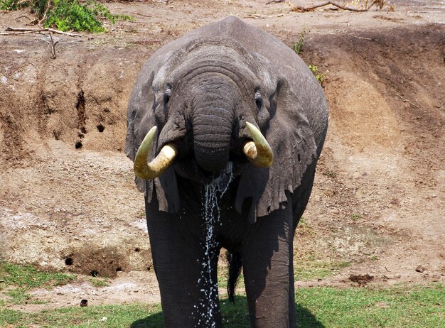 Foto close-up di un elefante nello zoo