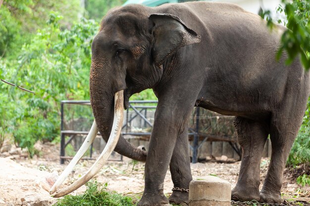 Photo close-up of elephant in zoo