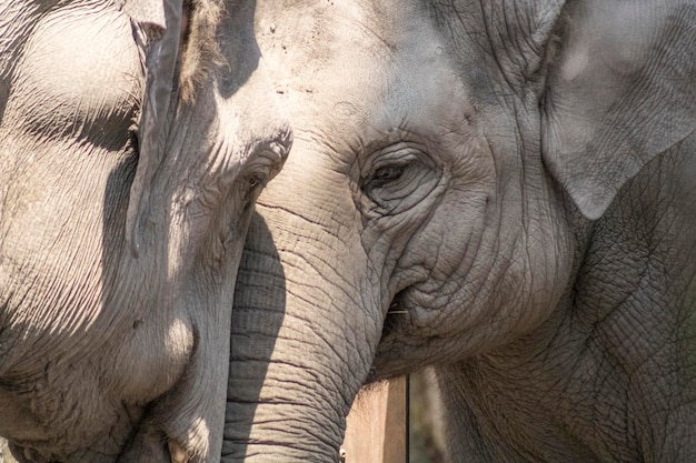 Foto prossimo piano di un elefante