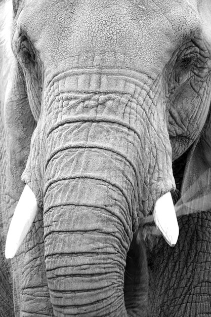 Close-up of elephant