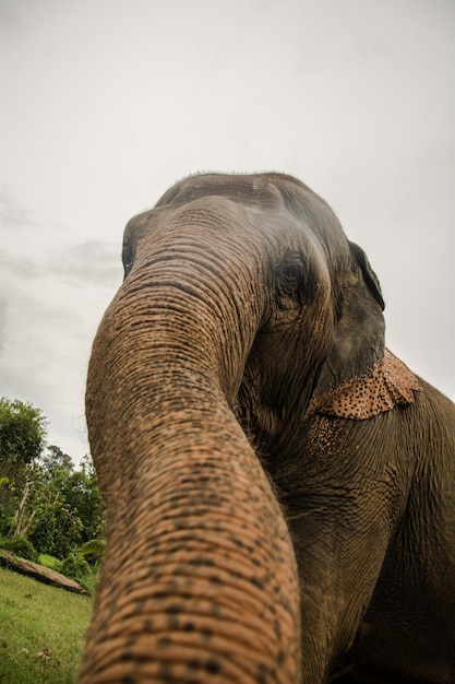 Photo close-up of elephant
