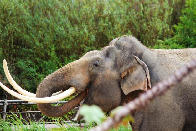 Close-up of elephant