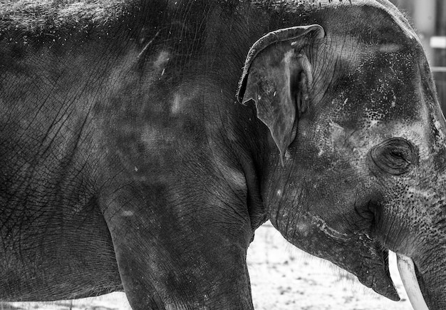 Foto prossimo piano di un elefante