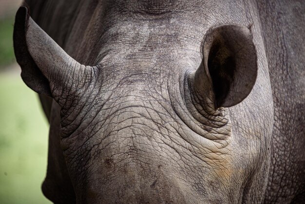 Photo close-up of elephant