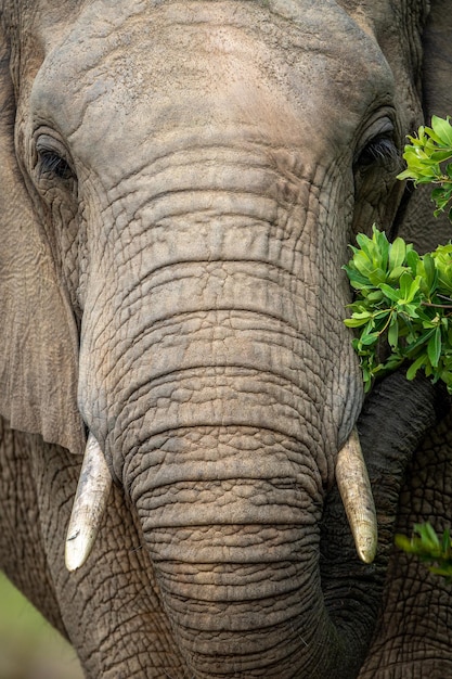 Photo close-up of elephant