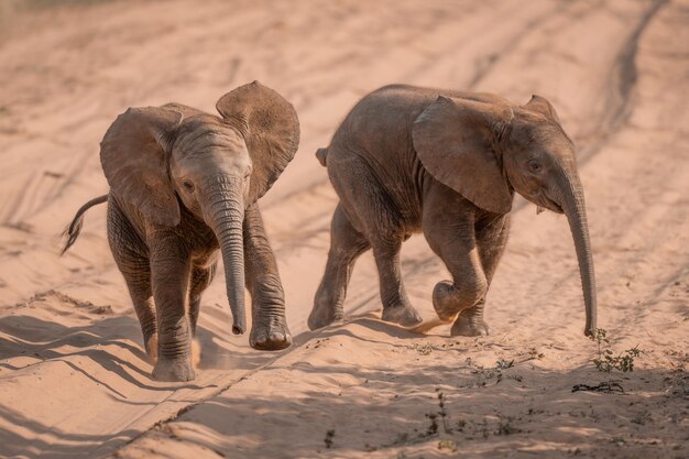 Photo close-up of elephant