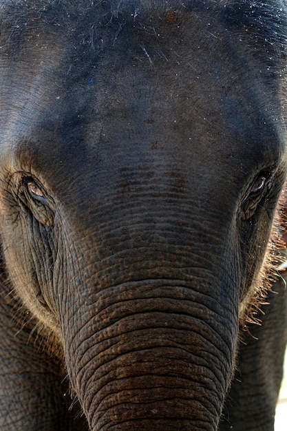 Photo close-up of elephant