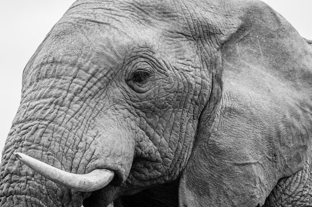 Foto prossimo piano di un elefante