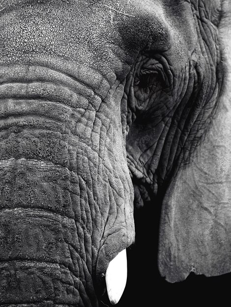 Photo close-up of elephant