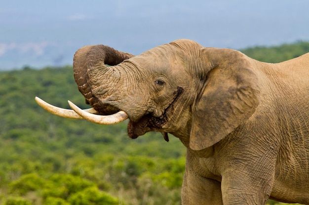 Foto prossimo piano di un elefante