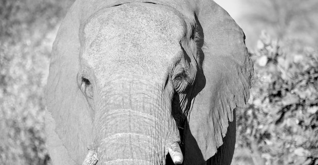 Foto prossimo piano di un elefante