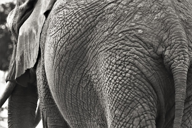 Photo close-up of elephant