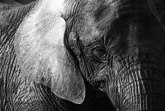 Photo close-up of elephant