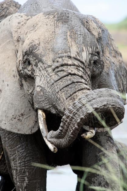 Foto prossimo piano di un elefante