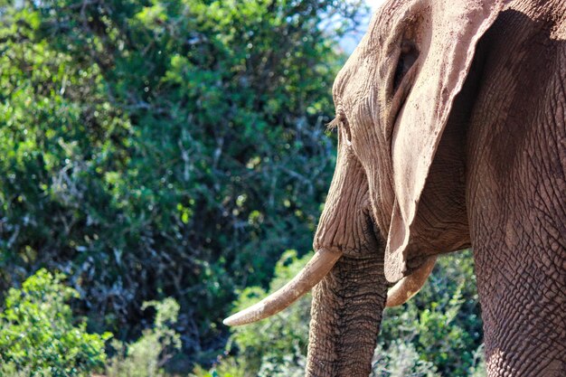 Photo close-up of elephant