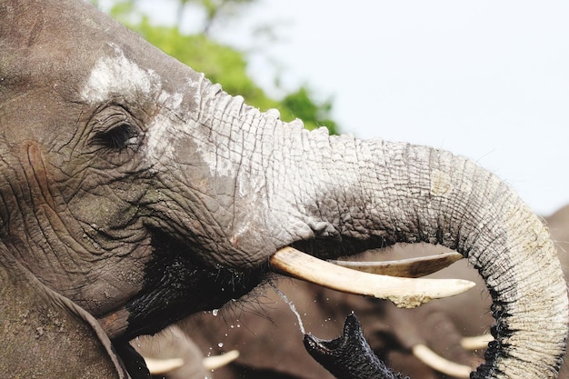 Photo close-up of elephant