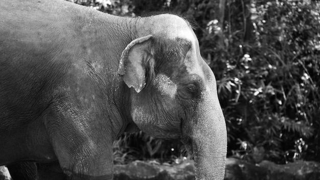 Foto prossimo piano di un elefante