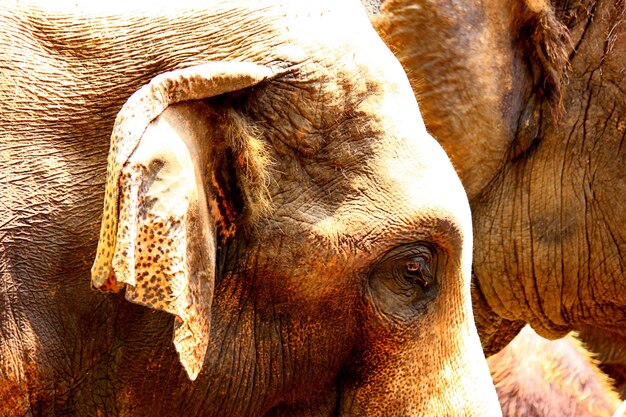 Close-up of elephant