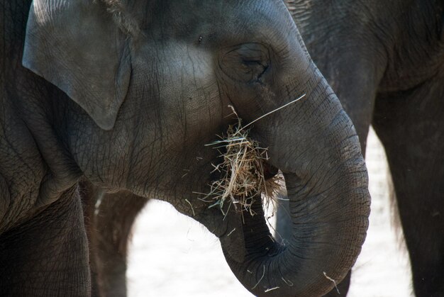 Close-up of elephant