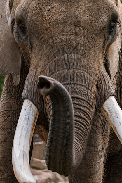 Photo close-up of elephant