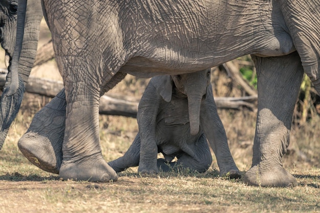 Photo close-up of elephant