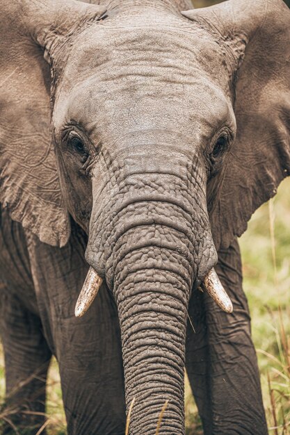 Foto prossimo piano di un elefante