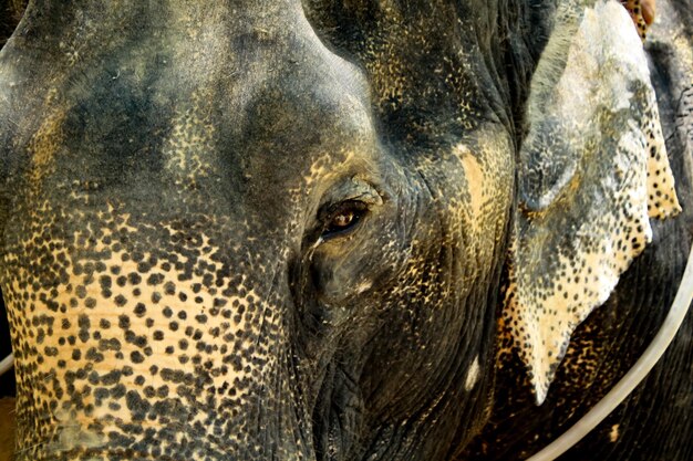 Photo close-up of elephant