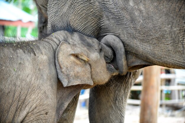 Photo close-up of elephant