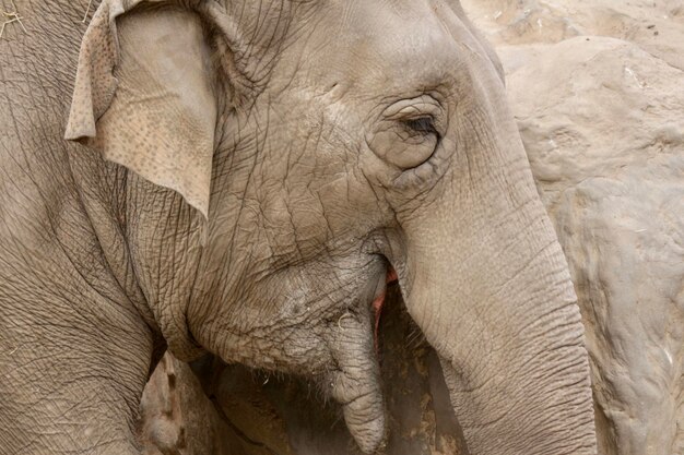 Photo close-up of elephant