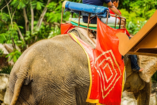 Foto prossimo piano di un elefante