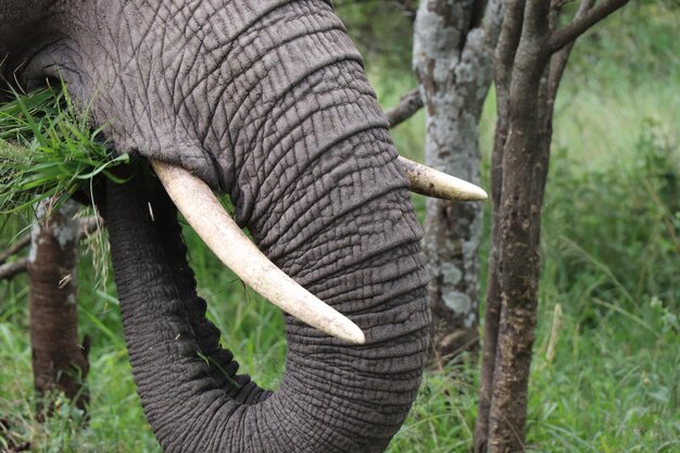 Photo close-up of elephant