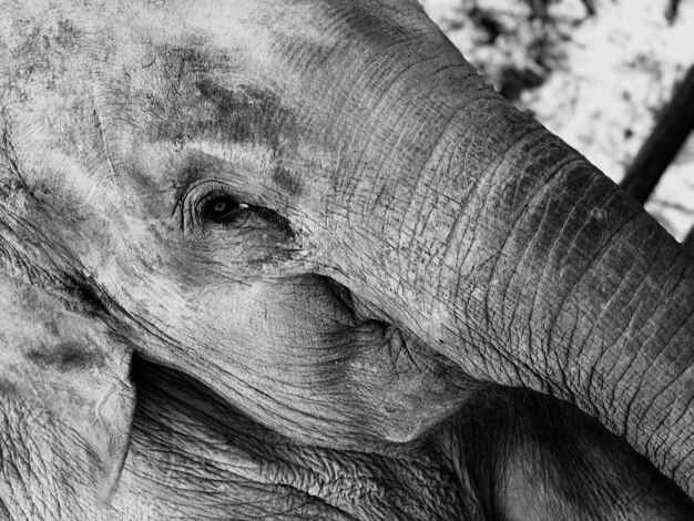 Foto prossimo piano di un elefante