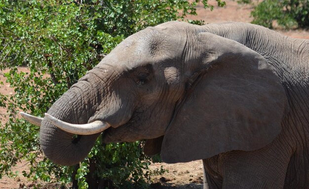 Foto prossimo piano di un elefante