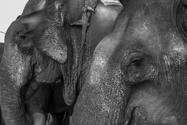 Foto prossimo piano di un elefante