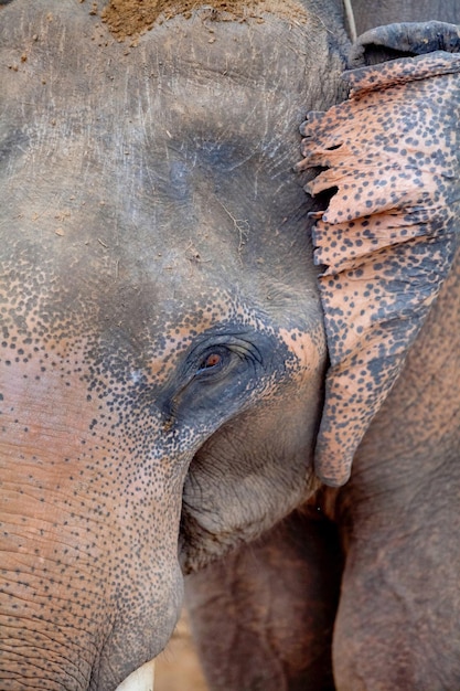 Photo close-up of elephant