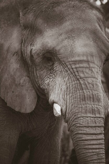 Photo close-up of elephant