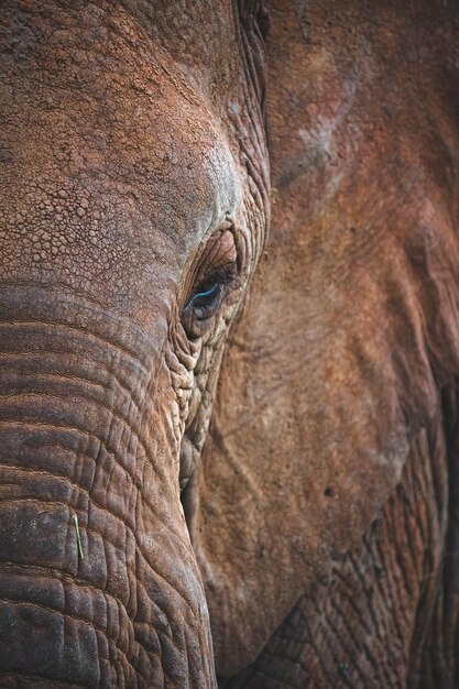 Photo close-up of elephant