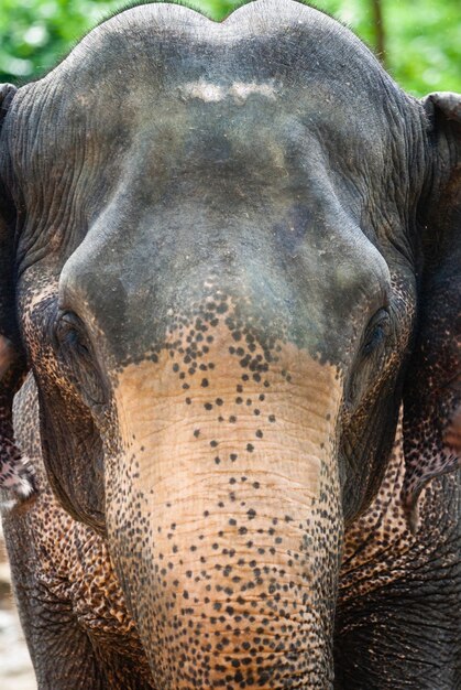 Foto prossimo piano di un elefante