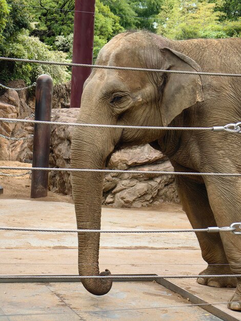 Photo close-up of elephant