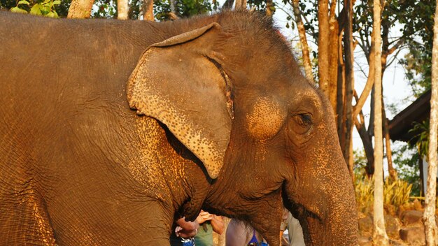 Close-up of elephant