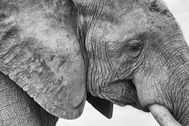 Photo close-up of elephant