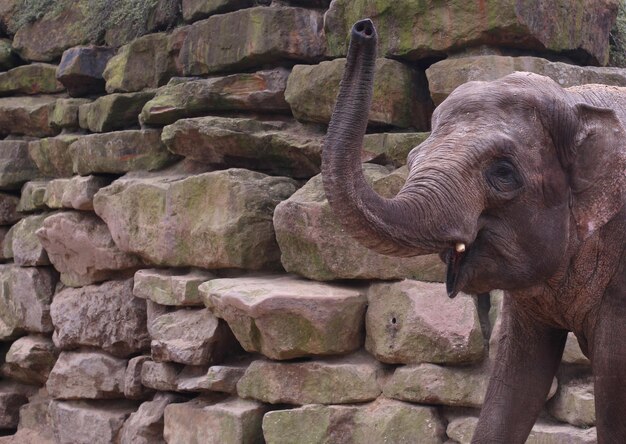 Photo close-up of elephant