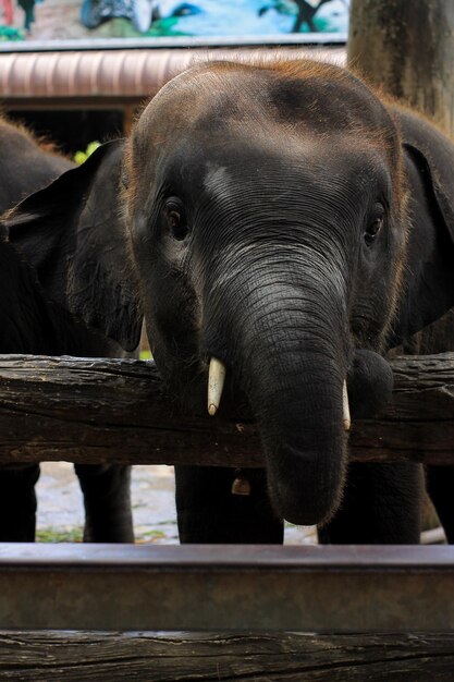 Foto prossimo piano di un elefante