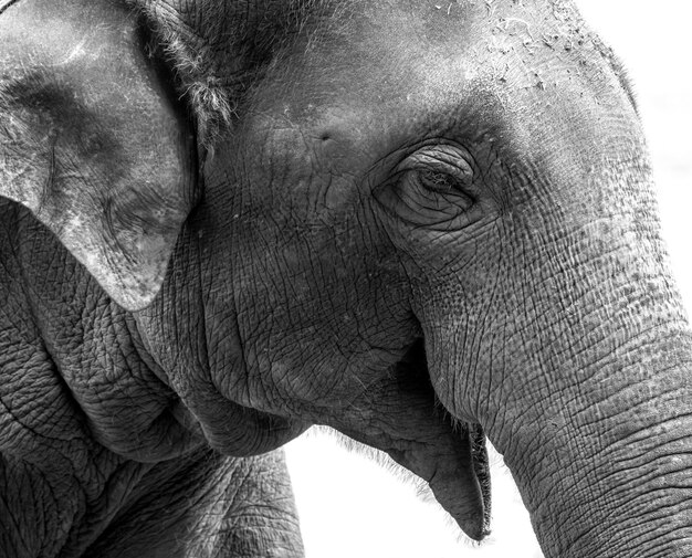 Foto prossimo piano di un elefante