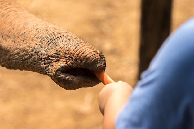 Photo close-up of elephant